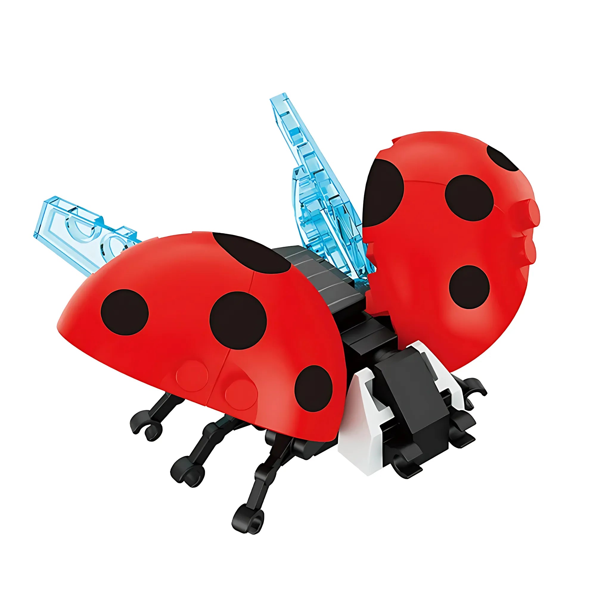 Ladybug